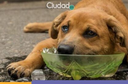 mascotas-golpe de calor-perros